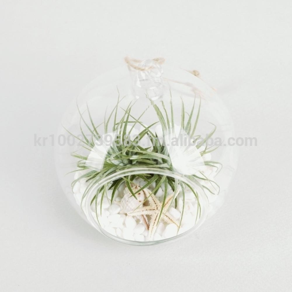 Air Plants Tillandsia DIY Terrarium Kit " White Sand Beach " by Joinflower