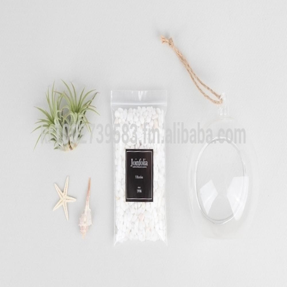 Air Plants Tillandsia DIY Terrarium Kit " White Sand Beach " by Joinflower