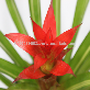 detail image2 Wonderfully stunning table top plants guzmania " Grand Prix " Joinflower Joinfolia