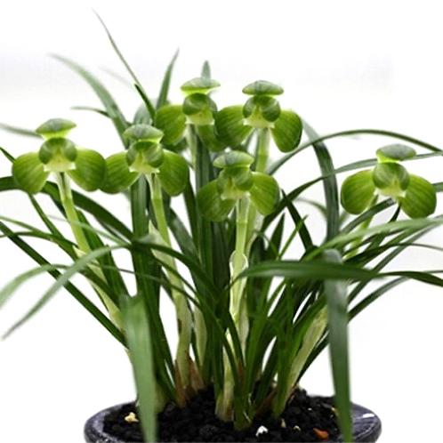 China Oriental Orchids Oriental orchids through fostering new ones