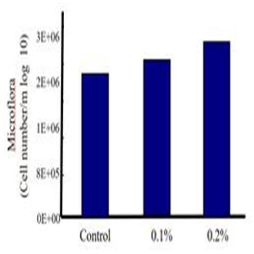 SYNERCELL | Feed additive, veterinary, livestock, animal, antibiotics